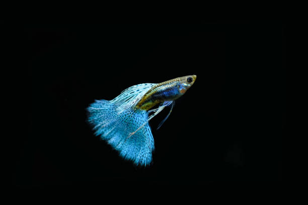 istock guppy fish in the aquarium 1041734734