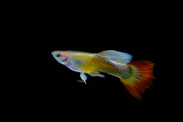 istock guppy fish in the aquarium 1041734810