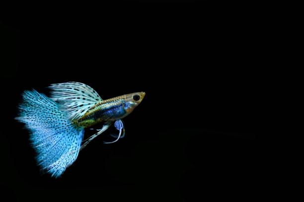 istock guppy fish in the aquarium 1041734812