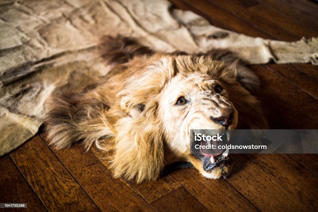 Ferocious Lion Skin Rug On Oak Flooring Stock Photo - Download Image Now -  Lion - Feline, Rug, Taxidermy - iStock