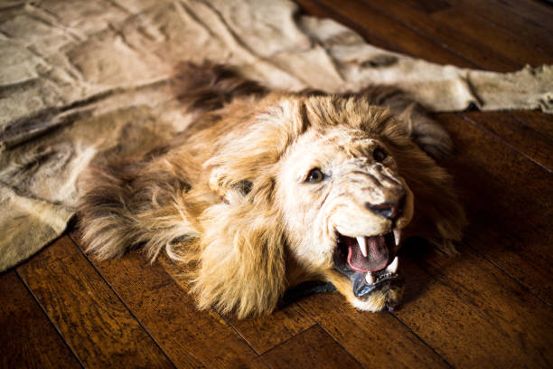 Ferocious Lion Skin Rug on Oak Flooring Color image depicting a dead lion that has been hunted and killed to be made into a rug for rich people. The lion's head is intact and it appears to be roaring in a fearsome manner. The rug is lying on oak floorboards. Room for copy space. taxidermy stock pictures, royalty-free photos & images