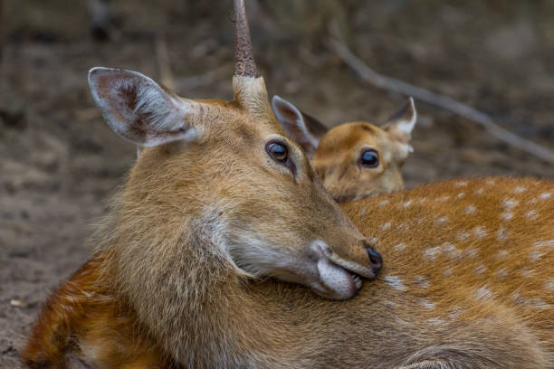 istock Head of Young Whitetail Deer 1041736282