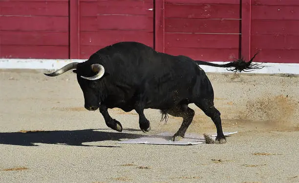 spanish bull in bullring