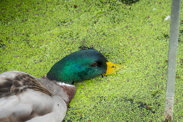 Mallard duck (Anas platyrhynchos) feeding in a pond in summer.