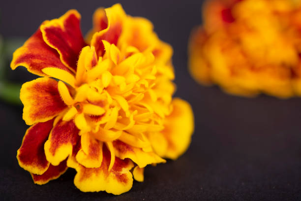 Closeup of a yellow flower