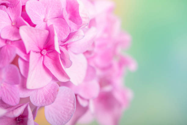 Pink flowers on color background