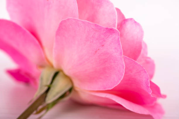 Pink rose on white background