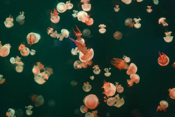 istock Group of translucent jellyfish 1041744298