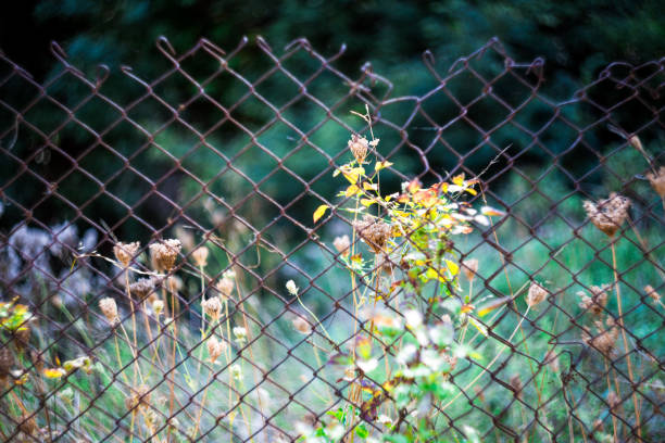 istock Plants growing wild behind destroyed metal chainlink fence 1041744500