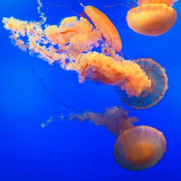 istock Orange Pacific Sea Nettle Jellyfish 1041746914