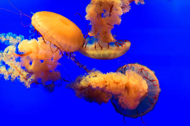 istock Orange Pacific Sea Nettle Jellyfish 1041747026