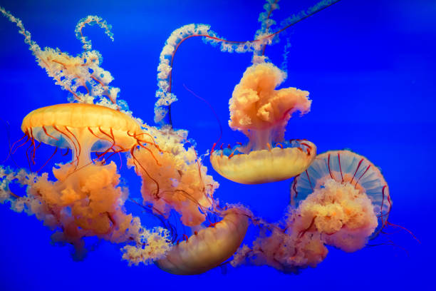 istock Orange Pacific Sea Nettle Jellyfish 1041747358