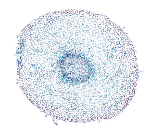 ranunculus trzpień - przekrój poprzeczny cięty pod mikroskopem - cell plant cell biology scientific micrograph zdjęcia i obrazy z banku zdjęć