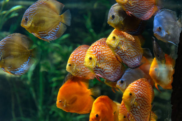 istock Flock of tropical fish 1041748686