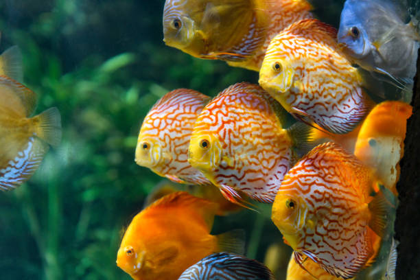 istock Flock of tropical fish 1041748870