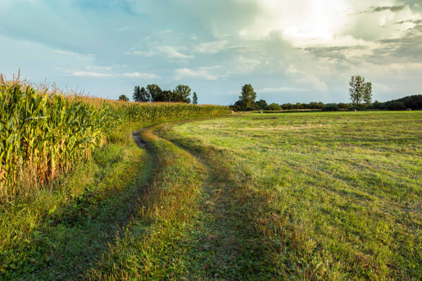 istock Road next to a meadow and a field of corn 1041756818