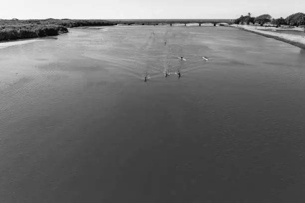 Athlete paddlers canoeing practice training up glassy river waters looking over black and white photo landscape