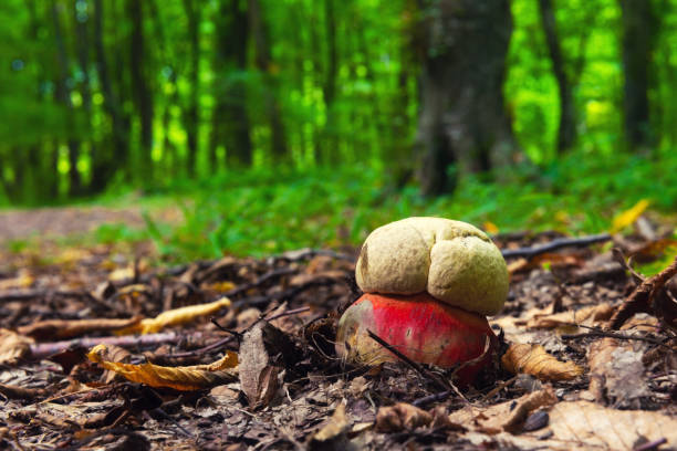 숲에 있는 boletus satanas 버섯 - moss fungus macro toadstool 뉴스 사진 이미지