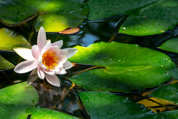 de manhã cedo do lírio rosa marliacea rosea. nymphaea sobe acima suas folhas verde-escuras. - lotus reflection flower single flower - fotografias e filmes do acervo