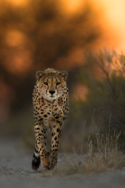 cheetah at groundlevel A cheetah walks towards the photographer at groundlevel, at sunrise. kgalagadi transfrontier park stock pictures, royalty-free photos & images