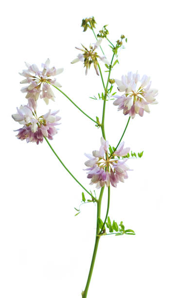 istock Clover or trefoil flower medicinal herbs isolated on white 1041768010
