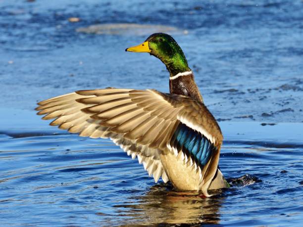 istock Mallard (wild duck, Anas platyrhynchos) floating on a lake (with crystal water drops) 1041771856