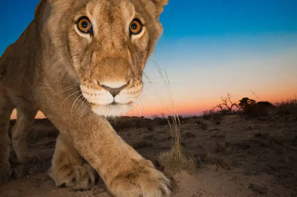 Curious cub inspecting my camera