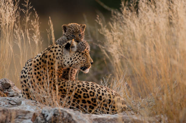 Mother leopard & Cub A mother leopard tolerates her cub climbing all over her. kgalagadi transfrontier park stock pictures, royalty-free photos & images