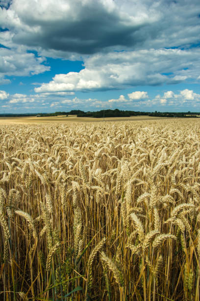 istock Wheat field, horizon and clouds 1041774726
