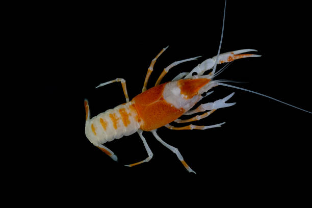 istock crayfish Procambarus clarkii ghost in the aquarium 1041778206