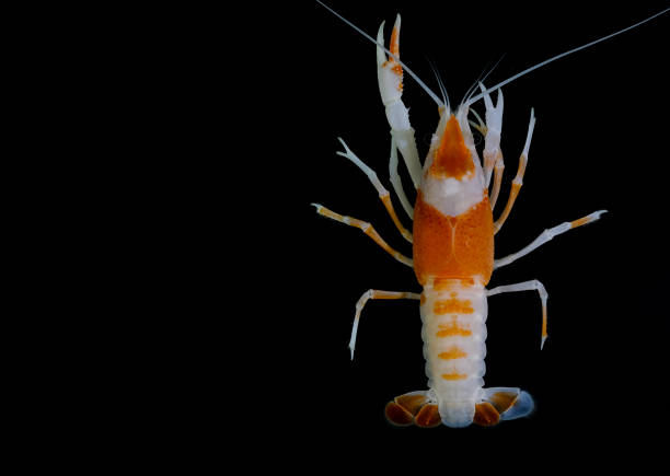 istock crayfish Procambarus clarkii ghost in the aquarium 1041778224