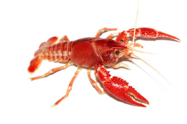 istock crayfish Procambarus clarkii ghost in the aquarium 1041778246