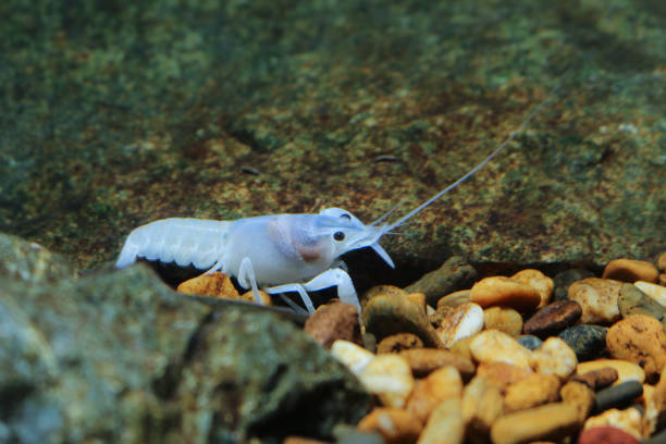 istock crayfish Procambarus clarkii ghost in the aquarium 1041778278