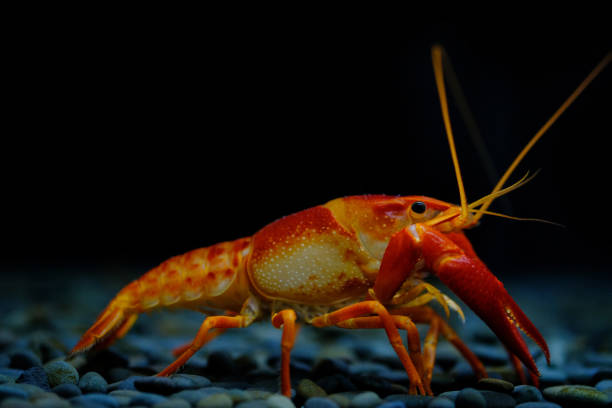 istock crayfish Procambarus clarkii ghost in the aquarium 1041778342