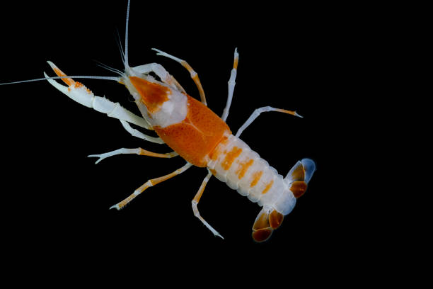 istock crayfish Procambarus clarkii ghost in the aquarium 1041778344