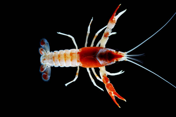 istock crayfish Procambarus clarkii ghost in the aquarium 1041778350