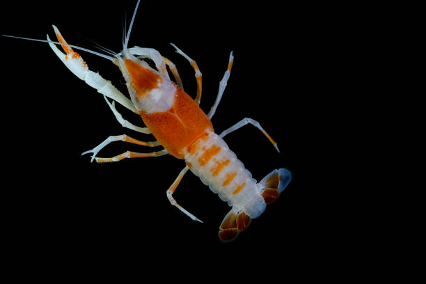 istock crayfish Procambarus clarkii ghost in the aquarium 1041778358