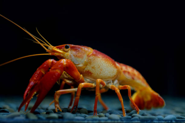 istock crayfish Procambarus clarkii ghost in the aquarium 1041778376