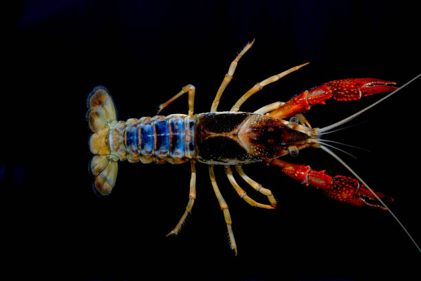 istock crayfish Procambarus clarkii ghost in the aquarium 1041778404