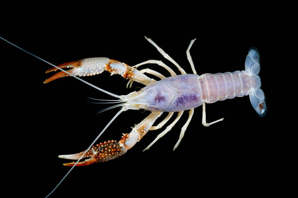 istock crayfish Procambarus clarkii ghost in the aquarium 1041778412