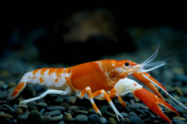 istock crayfish Procambarus clarkii ghost in the aquarium 1041778488
