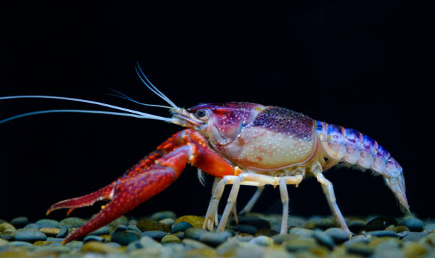 istock crayfish Procambarus clarkii ghost in the aquarium 1041778592