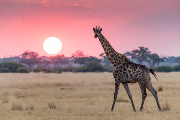 giraffa che cammina e guarda la telecamera al tramonto a savuti, botswana - repubblica del botswana foto e immagini stock