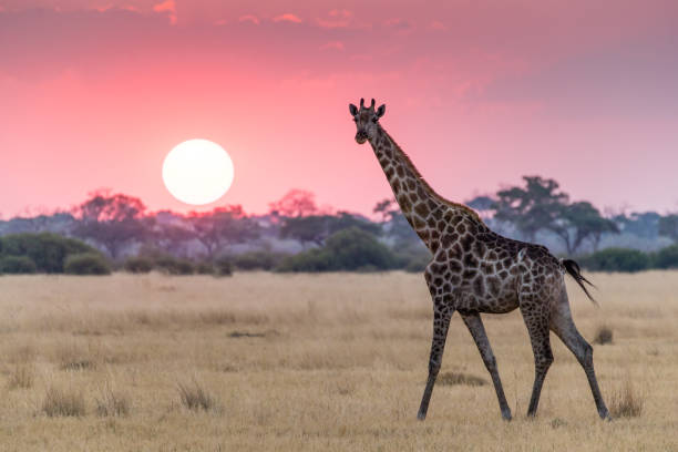 giraffe walking and looking at the camera at sunset in Savuti, Botswana large plain with trees in the background botswana stock pictures, royalty-free photos & images