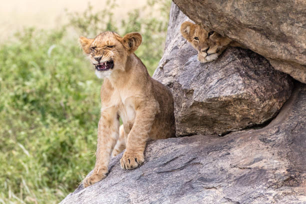 istock lion cub sitting on a rock snarling 1041778992