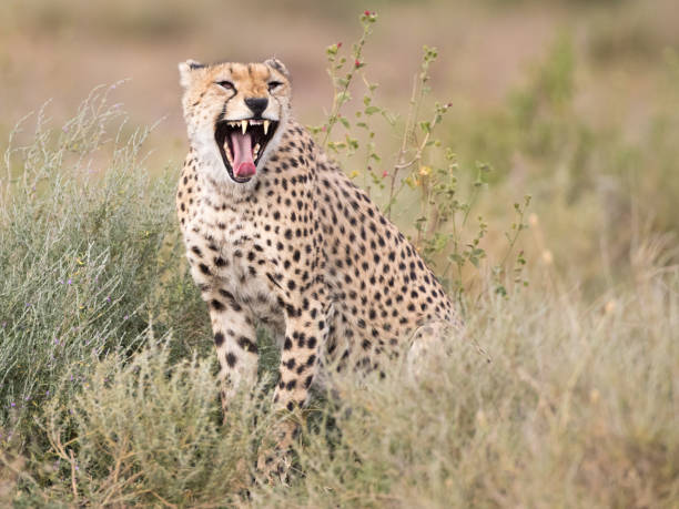 istock cheetah sitting between green plants yawning 1041779070
