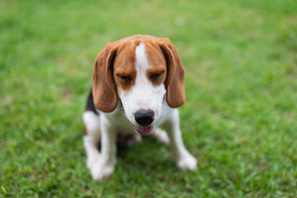 istock cute beagle on the floor 1041779314