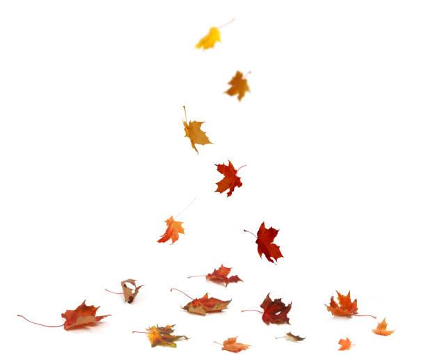 istock Autumn falling maple leaves isolated on white background 1041782570