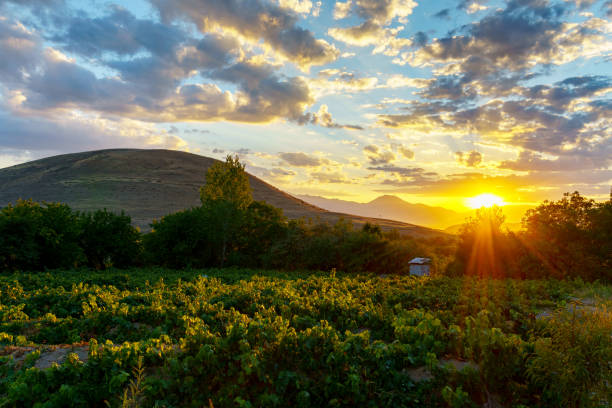 grape vineyard - vineyard in a row crop california imagens e fotografias de stock