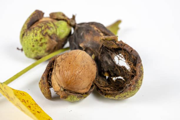 istock Walnuts in shell on a white kitchen table. Fruit for desserts and dishes in the kitchen. Light background. 1041783738